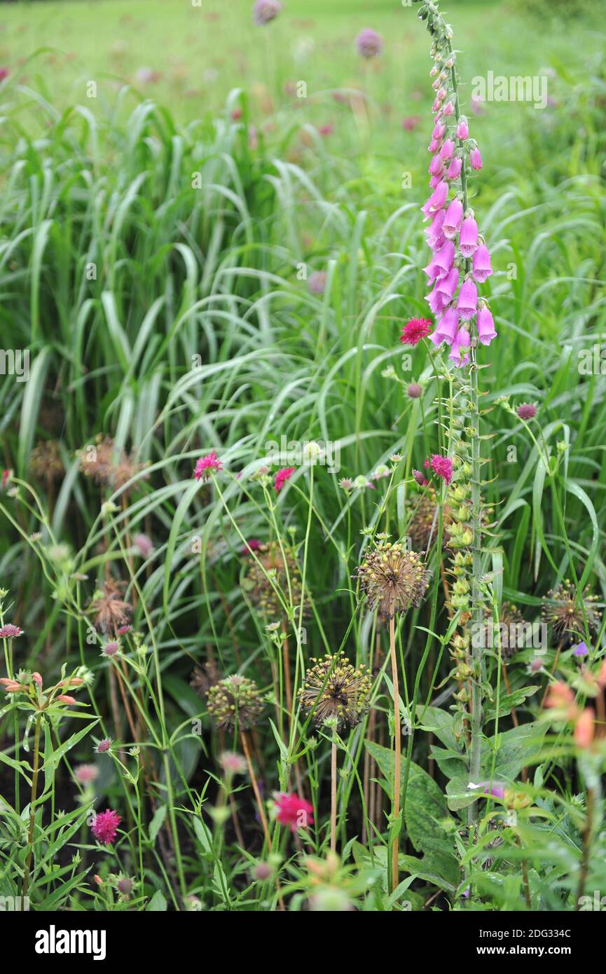 Guanto di protezione comune viola (Digitalis purpurea) E Knautia macedonica rosso fiorire in un giardino nel mese di giugno Foto Stock