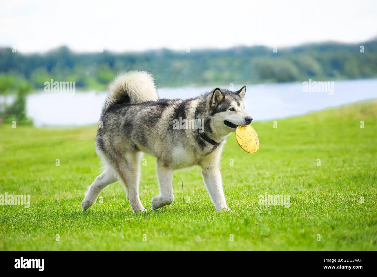 malamuta dell'alaska con frisby disk in bocca Foto Stock