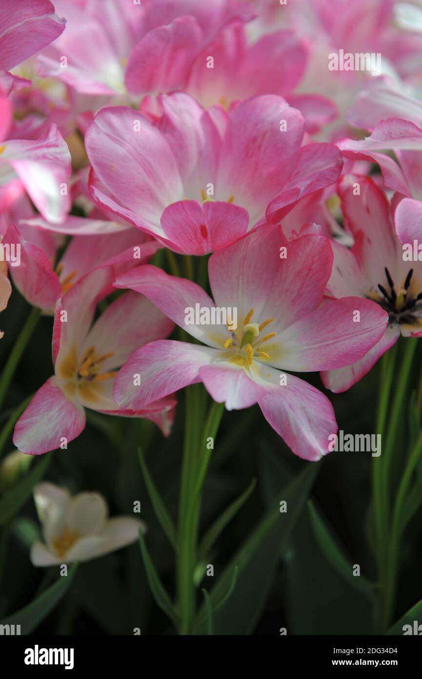 Rosa e bianco multi-fiore singolo tulipani tardi (Tulipa) Dream Club Fiorire in un giardino nel mese di aprile Foto Stock