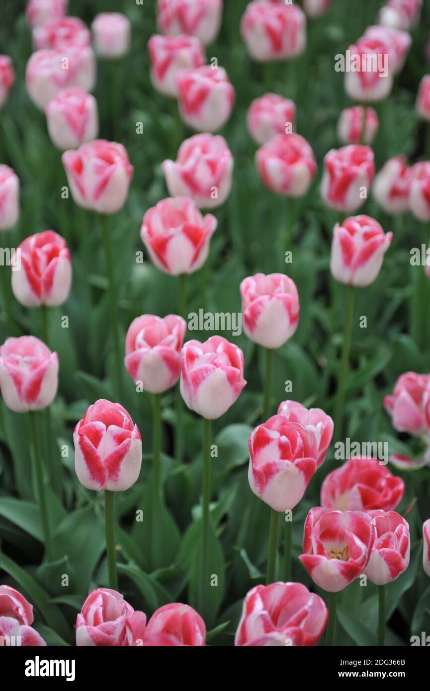 Rosso e bianco singolo tulipani tardi (Tulipa) Dreamship fiorire Un giardino nel mese di aprile Foto Stock