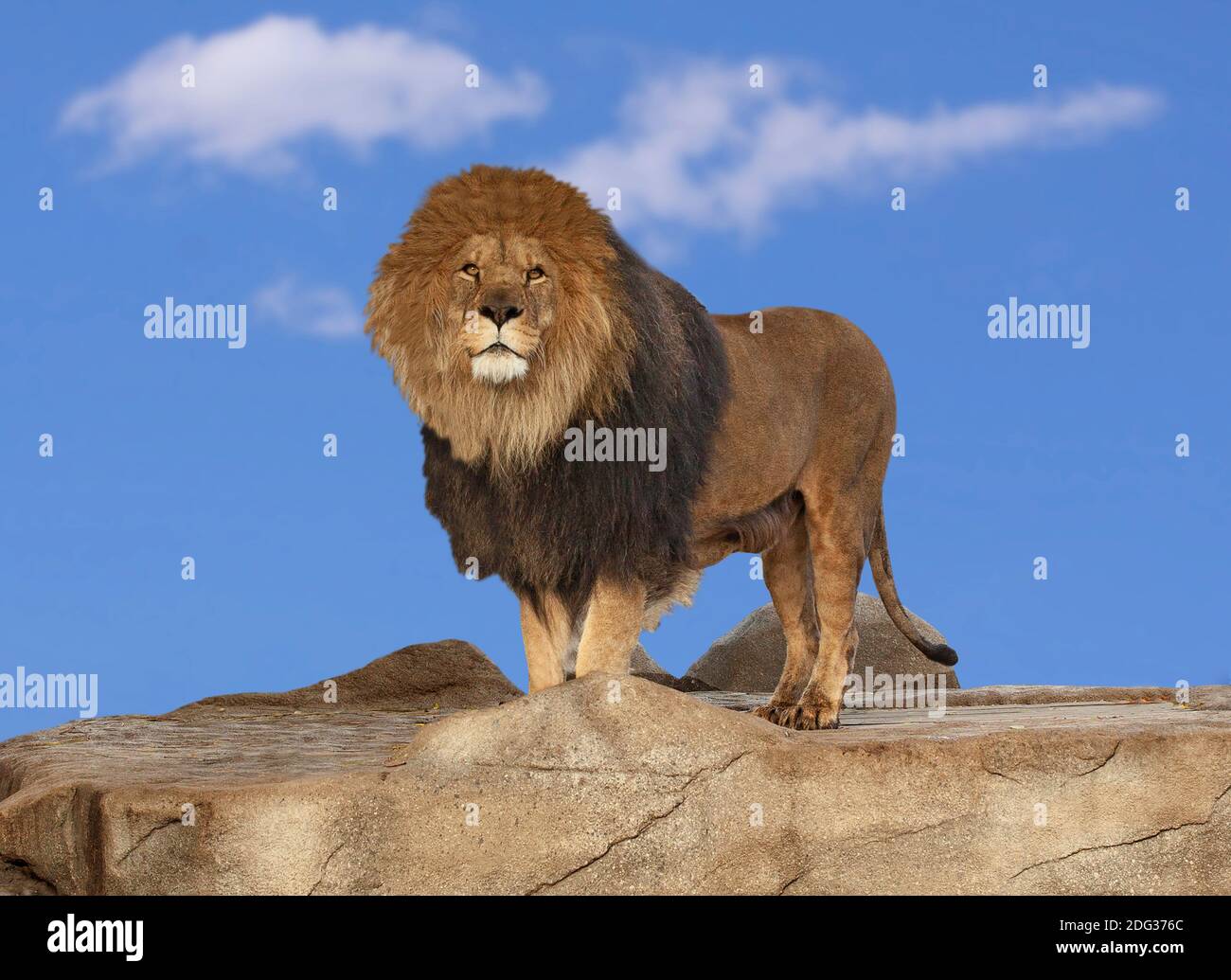 Leone maschio che si erge orgogliosamente su una roccia rocciosa che guarda la telecamera con cielo blu sullo sfondo. Foto Stock