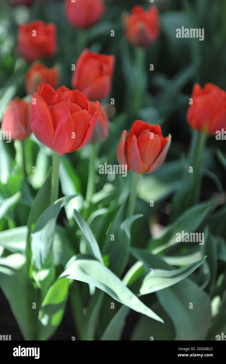 Arance peonia-fiorito Double tulipani primi (Tulipa) Dutch Monarch fiorire in Un giardino nel mese di aprile Foto Stock
