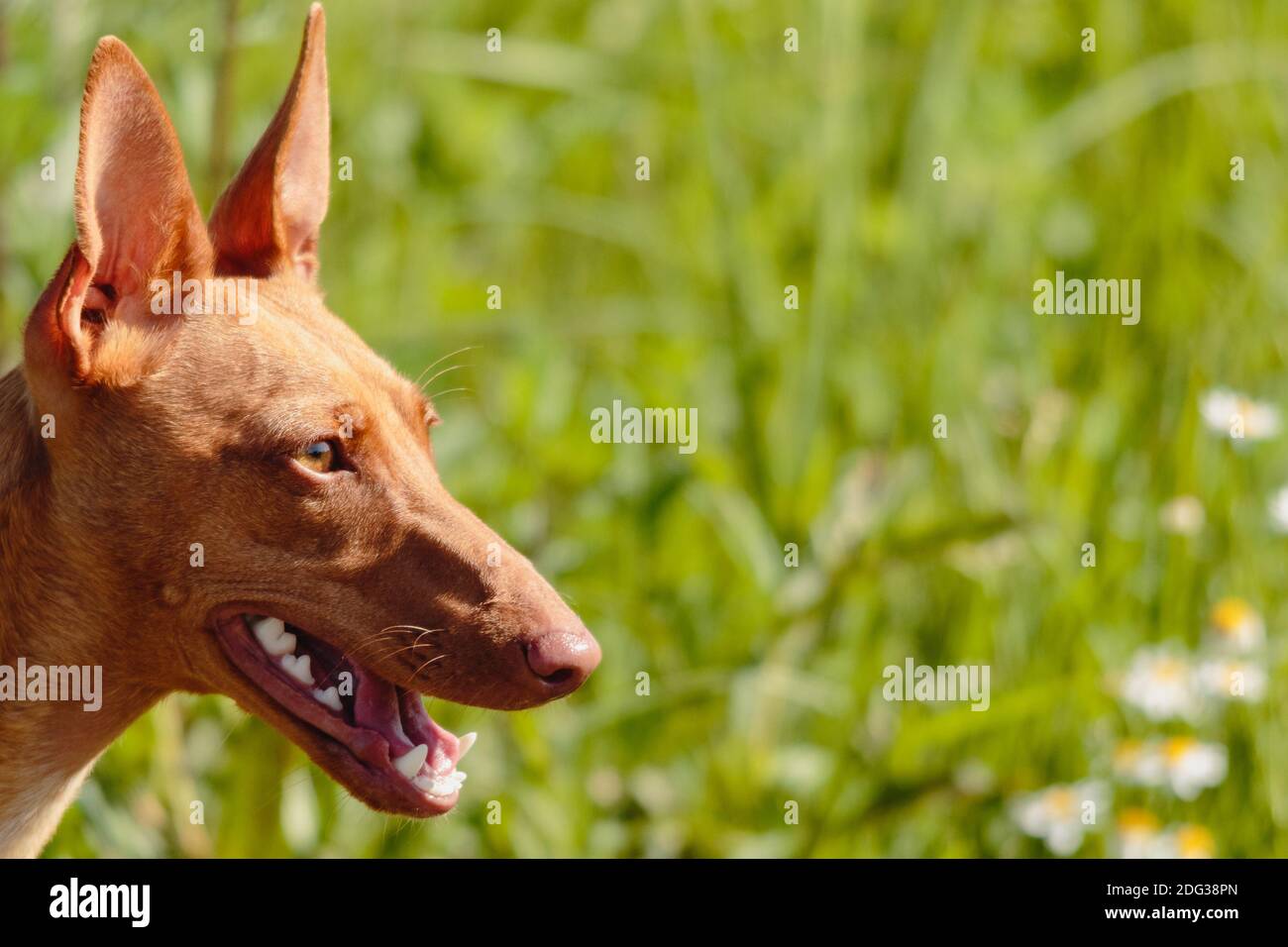 Il Cirneco dell'Etna guarda il cane con occhi marroni profondi Foto Stock