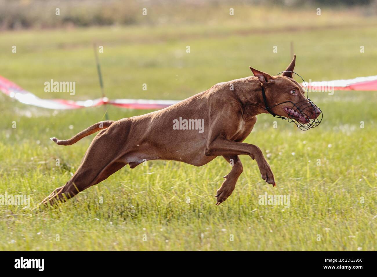 Cirneco dell'Etna cane che corre in campo su lure concorso di coursing Foto Stock