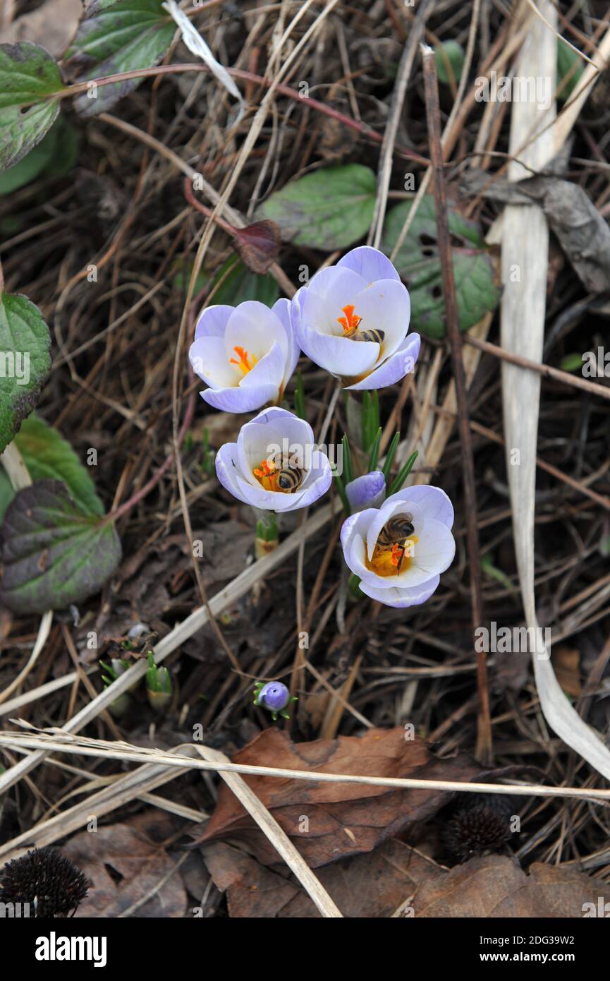 Le api visitano fiori di Bloomibg Crocus Blue Pearl in un giardino Nel mese di marzo Foto Stock