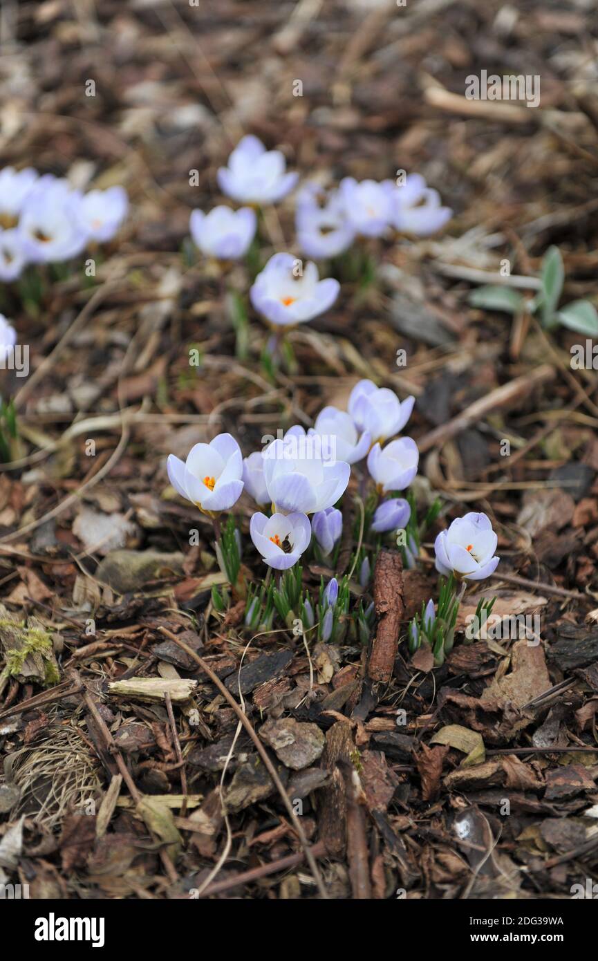 Le api visitano fiori di Bloomibg Crocus Blue Pearl in un giardino Nel mese di marzo Foto Stock