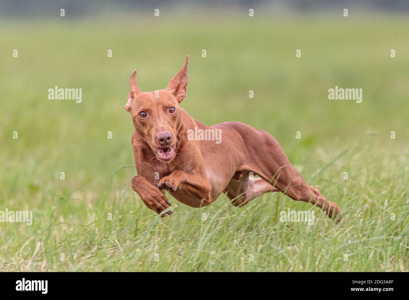 Momento del Cirneco dell'Etna cane sul campo lure coursing concorrenza Foto Stock