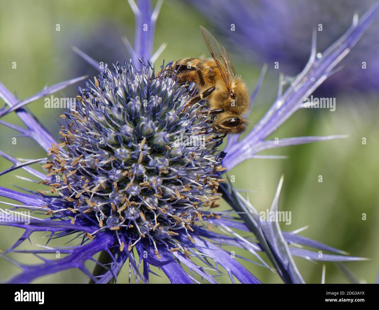 L'ape di miele (Apis mellifera) nectaring su Sea Holly (Eryngium sp.) fiori in un giardino suburbano, Bradford-on-Avon, Wiltshire, UK, giugno. Foto Stock