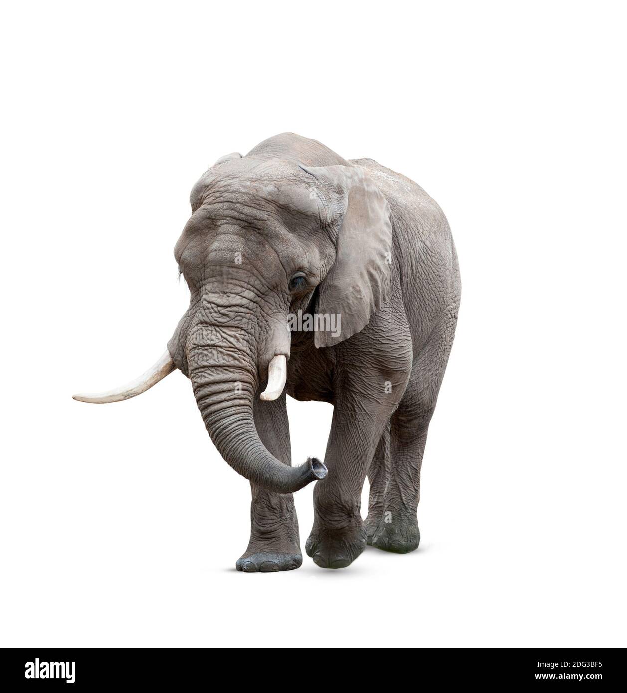 Elefante africano maschio solato su bianco Foto Stock