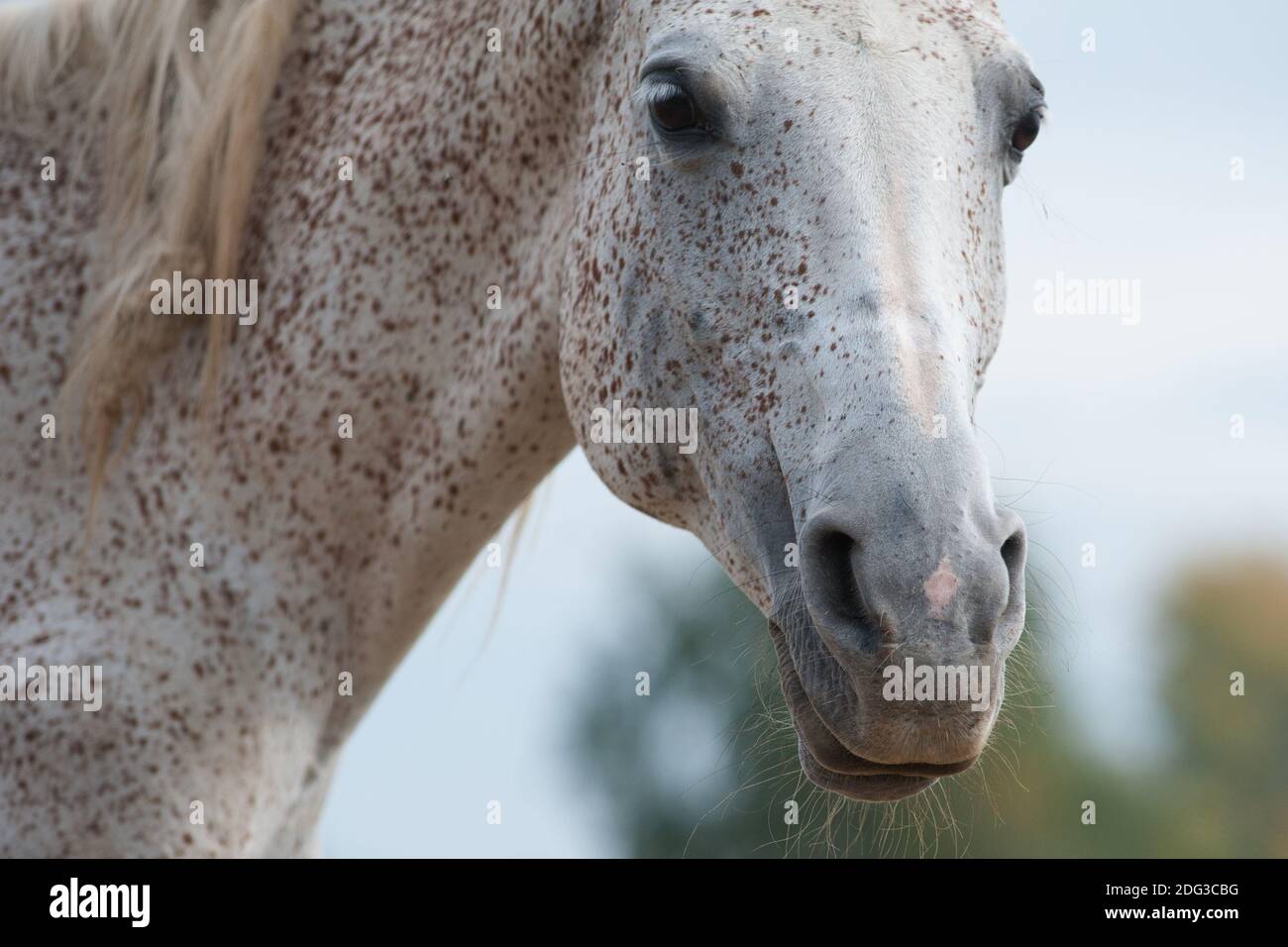 Testa di cavallo arabo in piccoli punti closeup Foto Stock