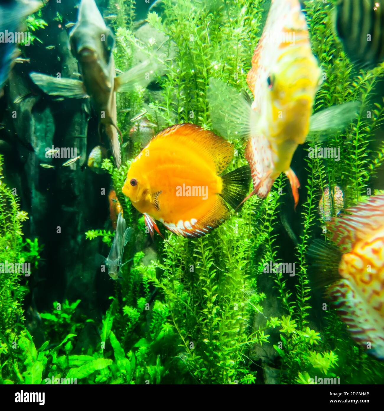 Pesci di acqua salata nell'oceano o nell'acquario Foto Stock