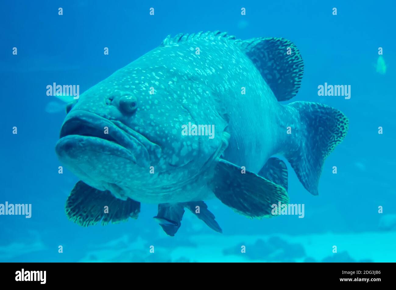 Pesce gigante cernia guardando subacqueo Foto Stock