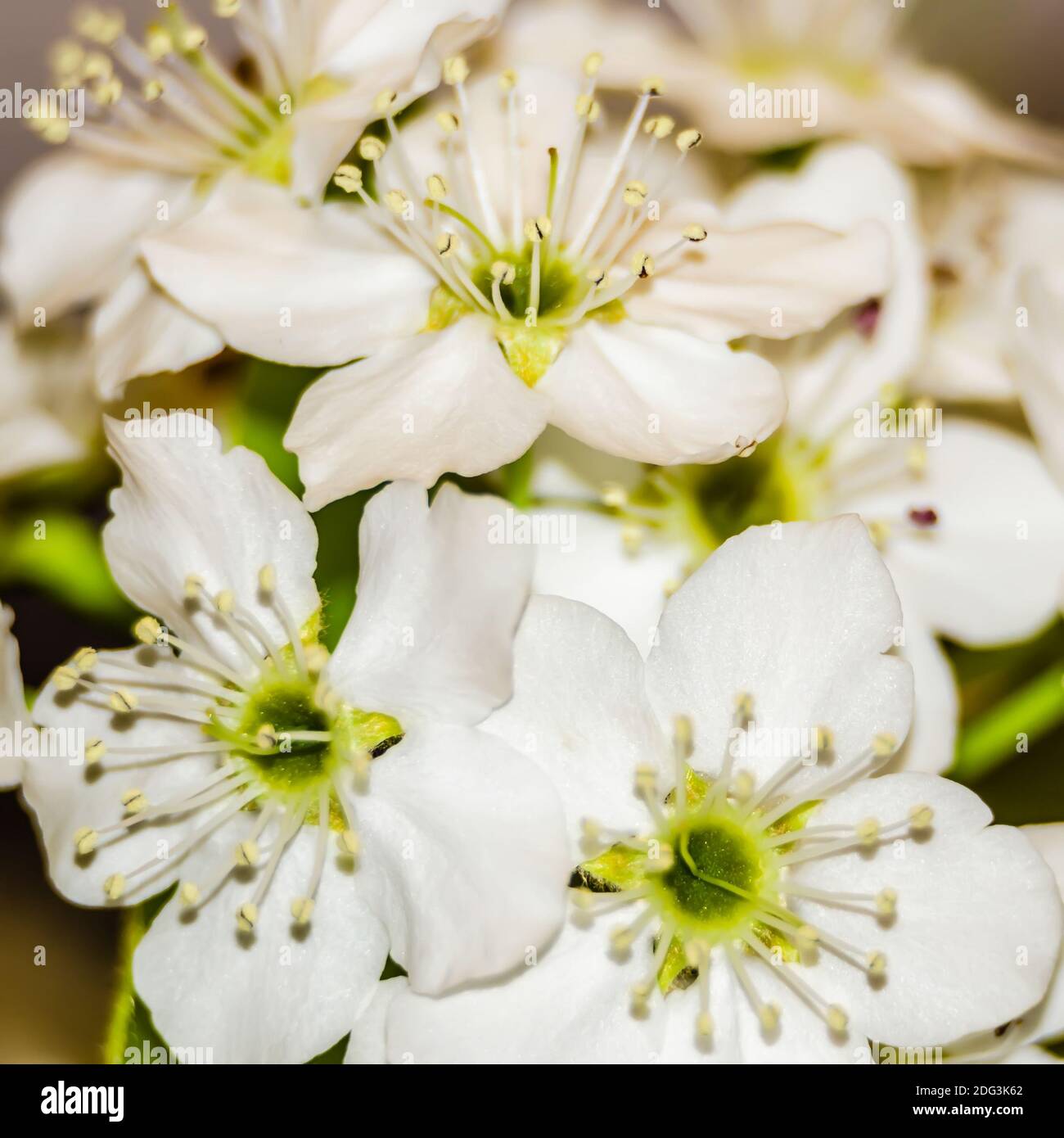 Albero di Apple Blossom, fiori di colore bianco su un verde lascia lo sfondo Foto Stock