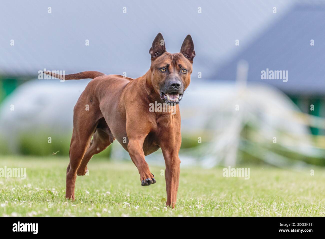 Thai Ridgeback cane che corre nel campo verde su esca concorso di coursing Foto Stock