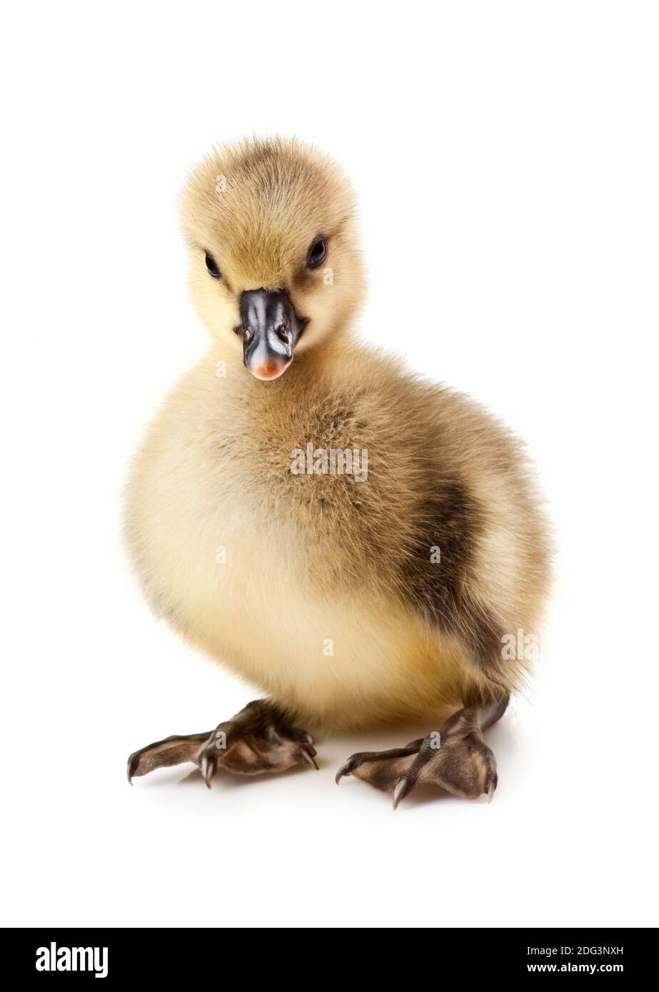 Piccolo gosling Foto Stock