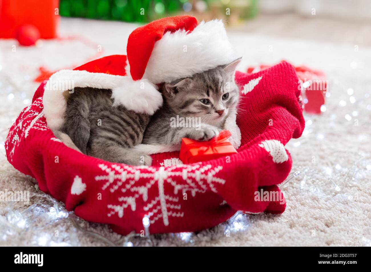 Gattino con cappello Babbo Natale. Gatto di Natale con un regalo rosso  vicino alla ghirlanda Foto stock - Alamy