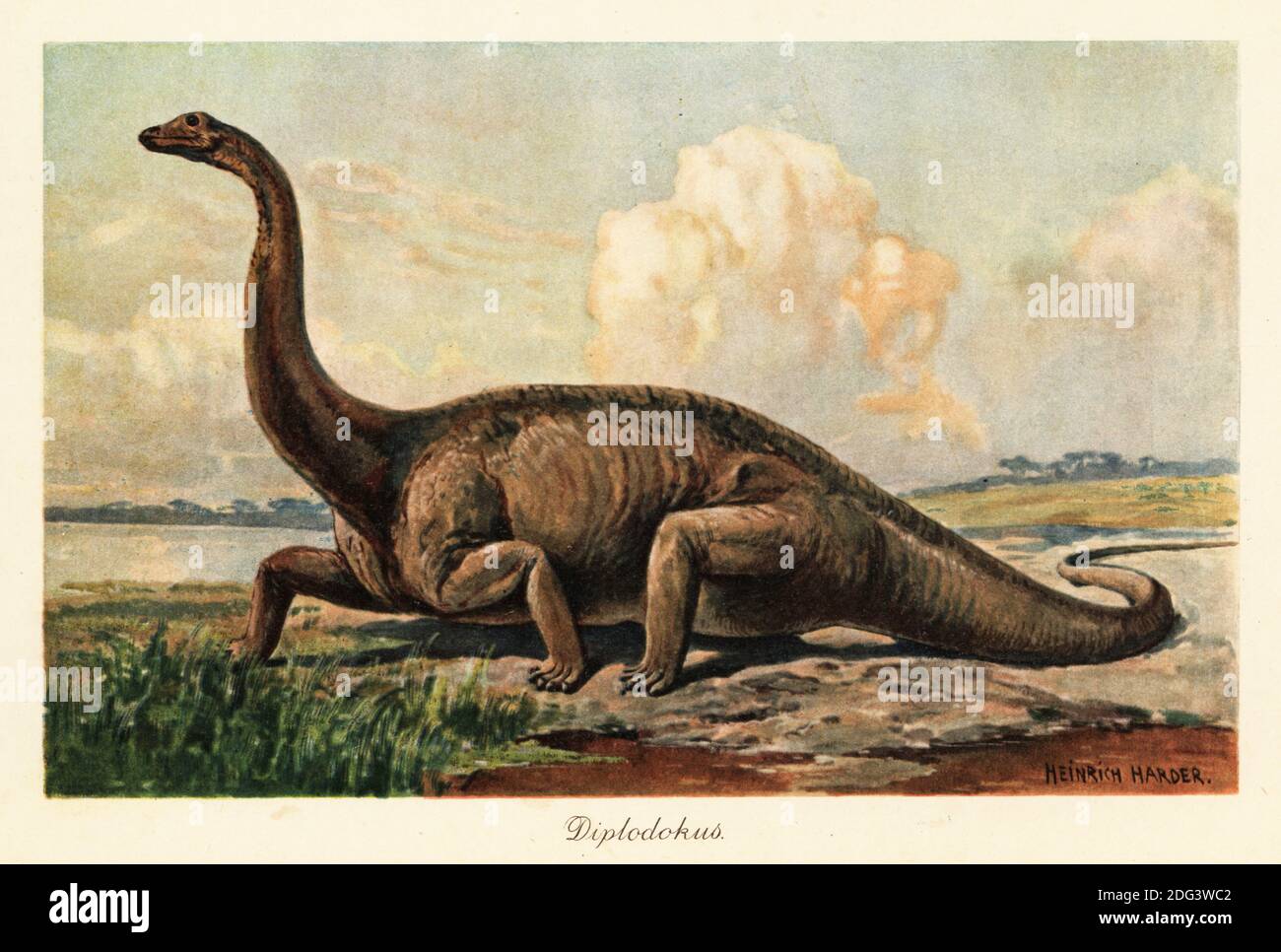 Diplodocus longus in pianura. Diplodocus, genere di dinosauro diplodocid sauropod, Late Jurassic. Diplodokus. Illustrazione stampata a colori di Heinrich Harder da Tiere der Urwelt di Wilhelm Bolsche (Animali del mondo Preistorico), società Reichardt Cocoa, Amburgo, 1908. Heinrich Harder (1858-1935) è stato un . Foto Stock