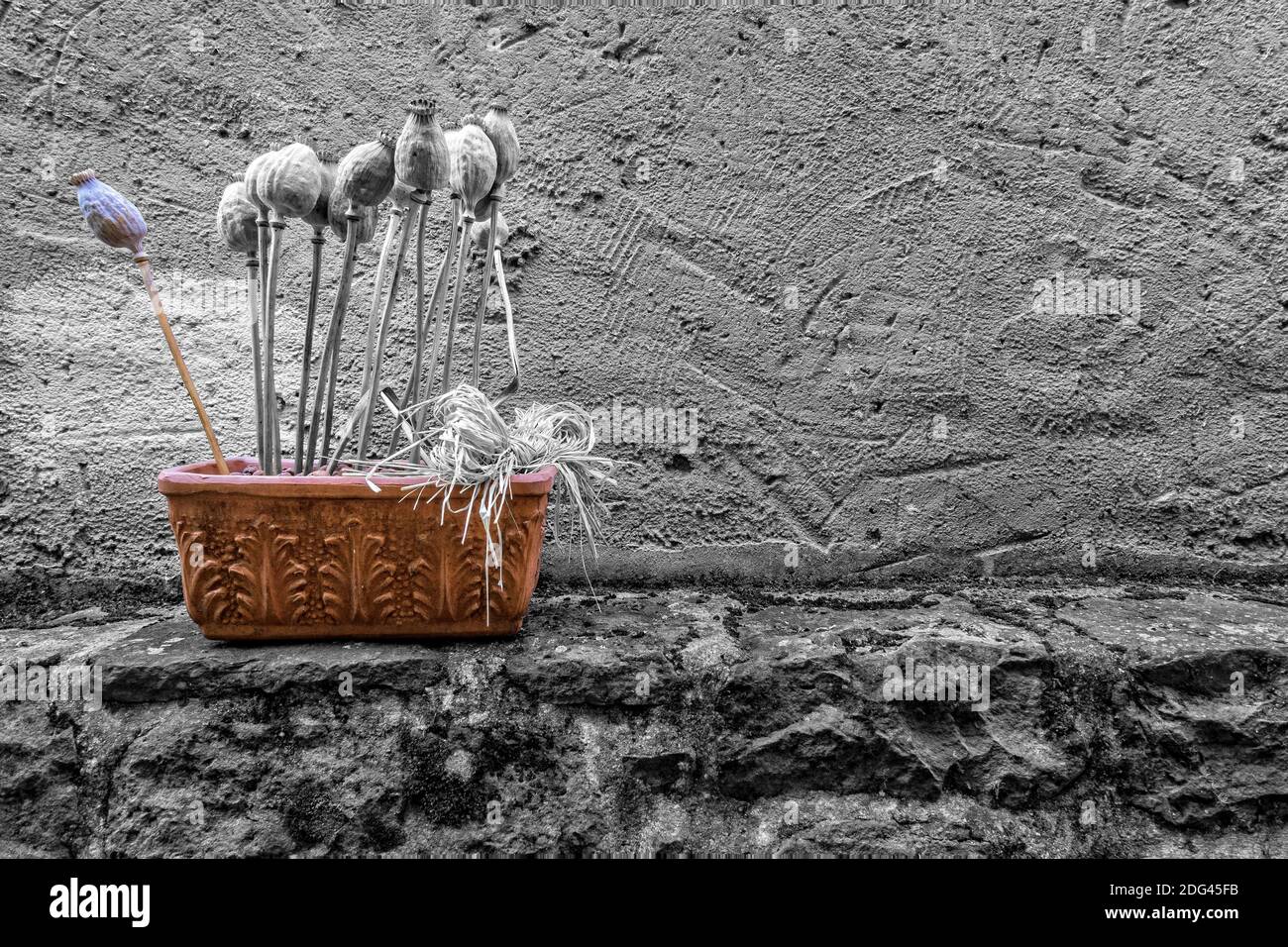 Papavero secco Foto Stock