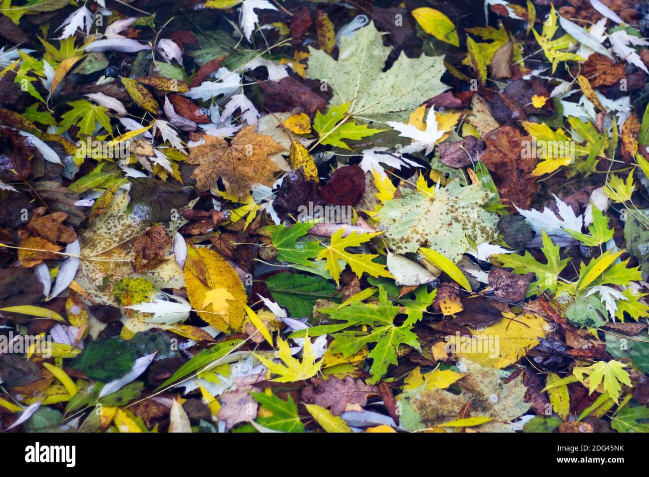 Foglie d'autunno colorate che scorrono sulla superficie dell'acqua Foto Stock