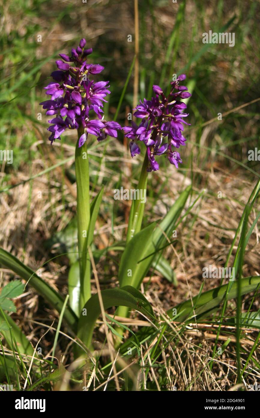 Orchidea a foglie larghe Foto Stock