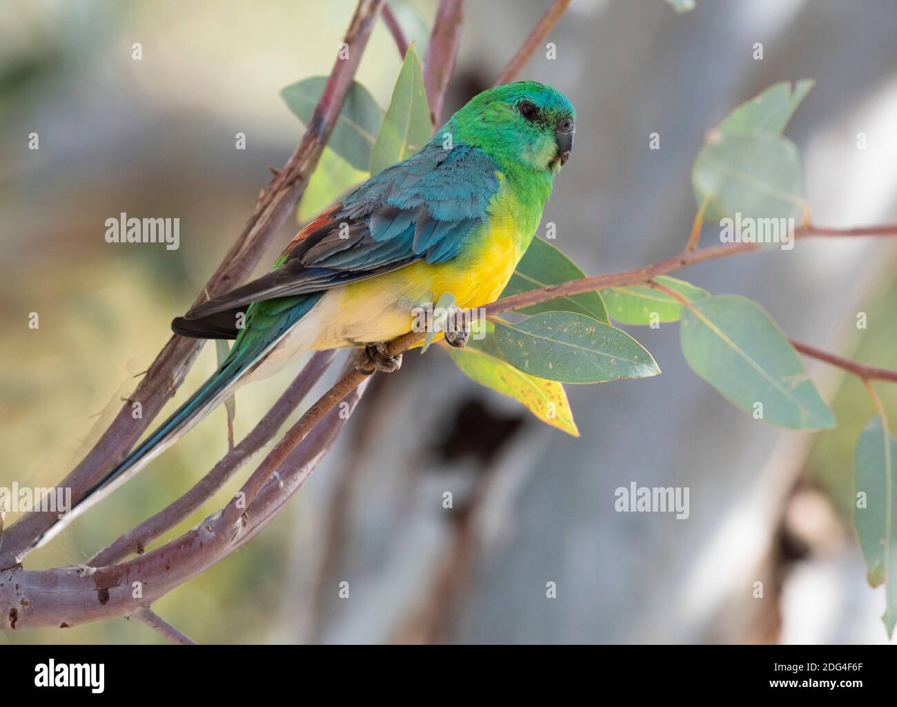 Pappagallo rosso maschio in Outback nuovo Galles del Sud, Australia. Foto Stock