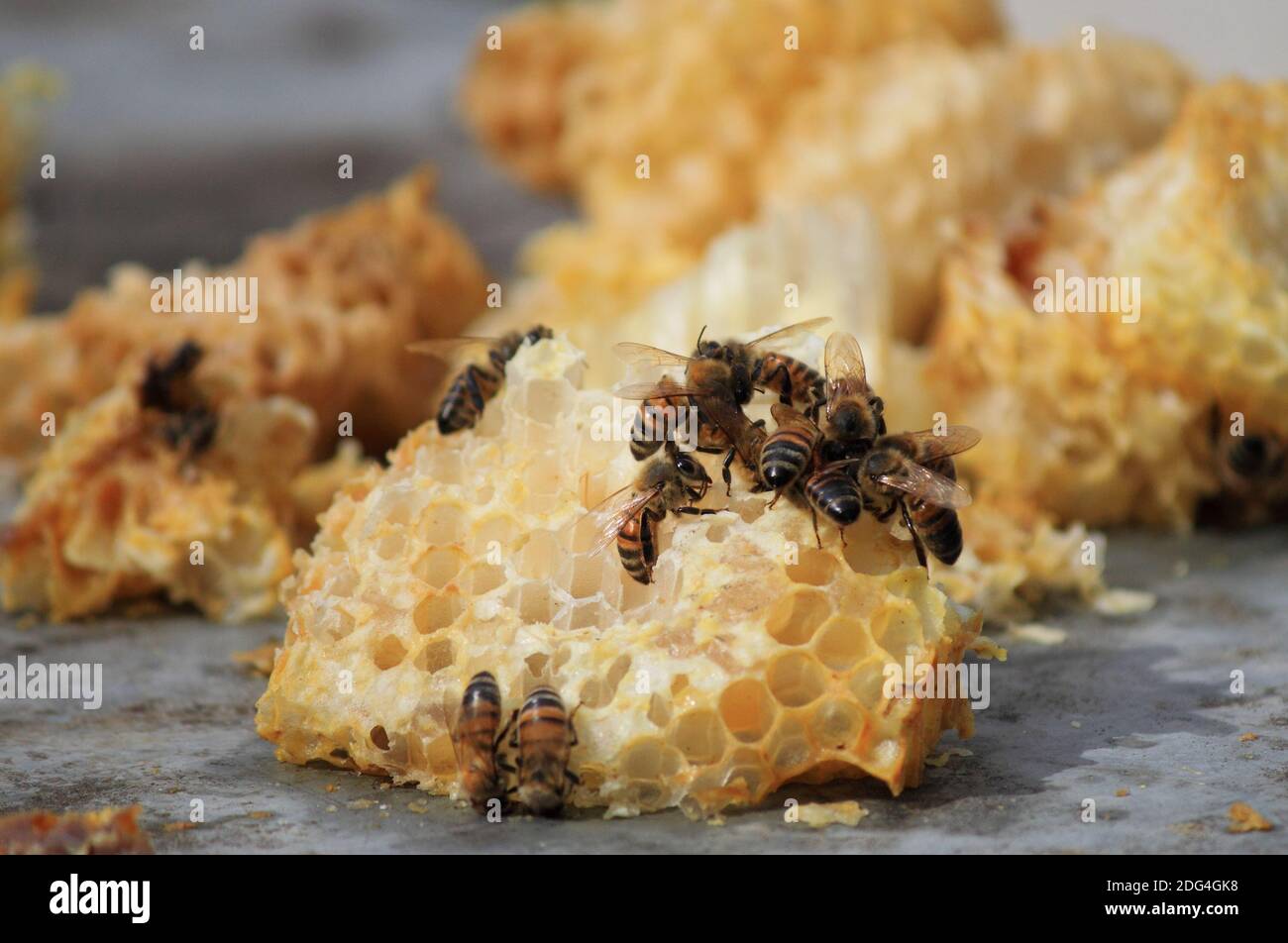 Vista ravvicinata di api lavorare su cellule di miele Foto Stock