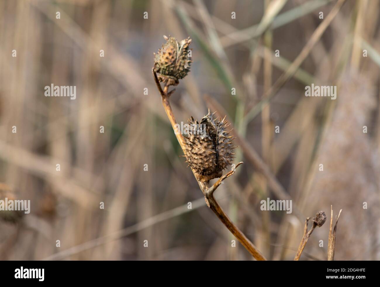 Le punte di cialde di semi di alghe di latte essiccate si levano in piedi fuori contro uno sfondo di erbe secche di palude Foto Stock