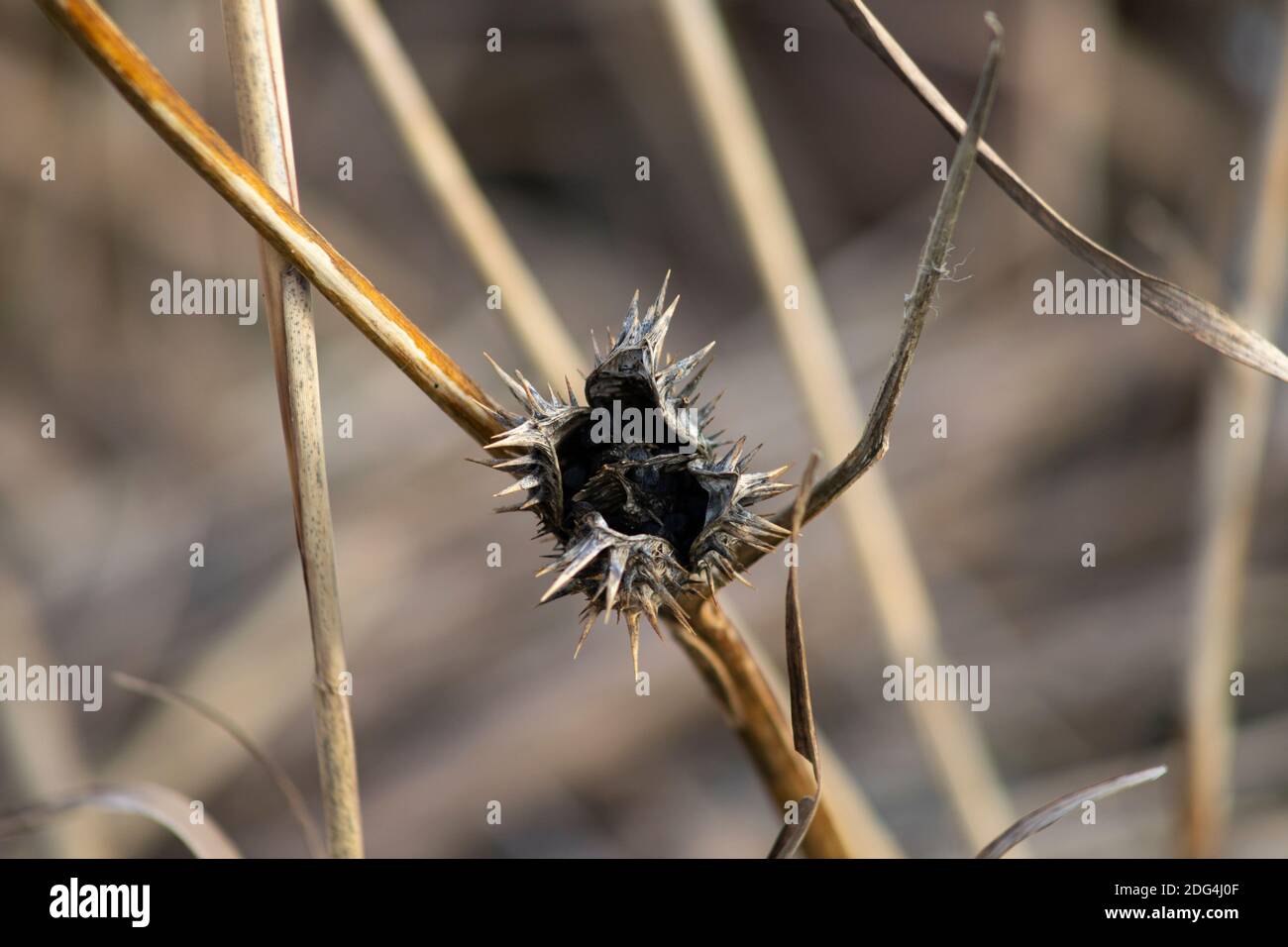 Le punte di cialde di semi di alghe di latte essiccate si levano in piedi fuori contro uno sfondo di erbe secche di palude Foto Stock
