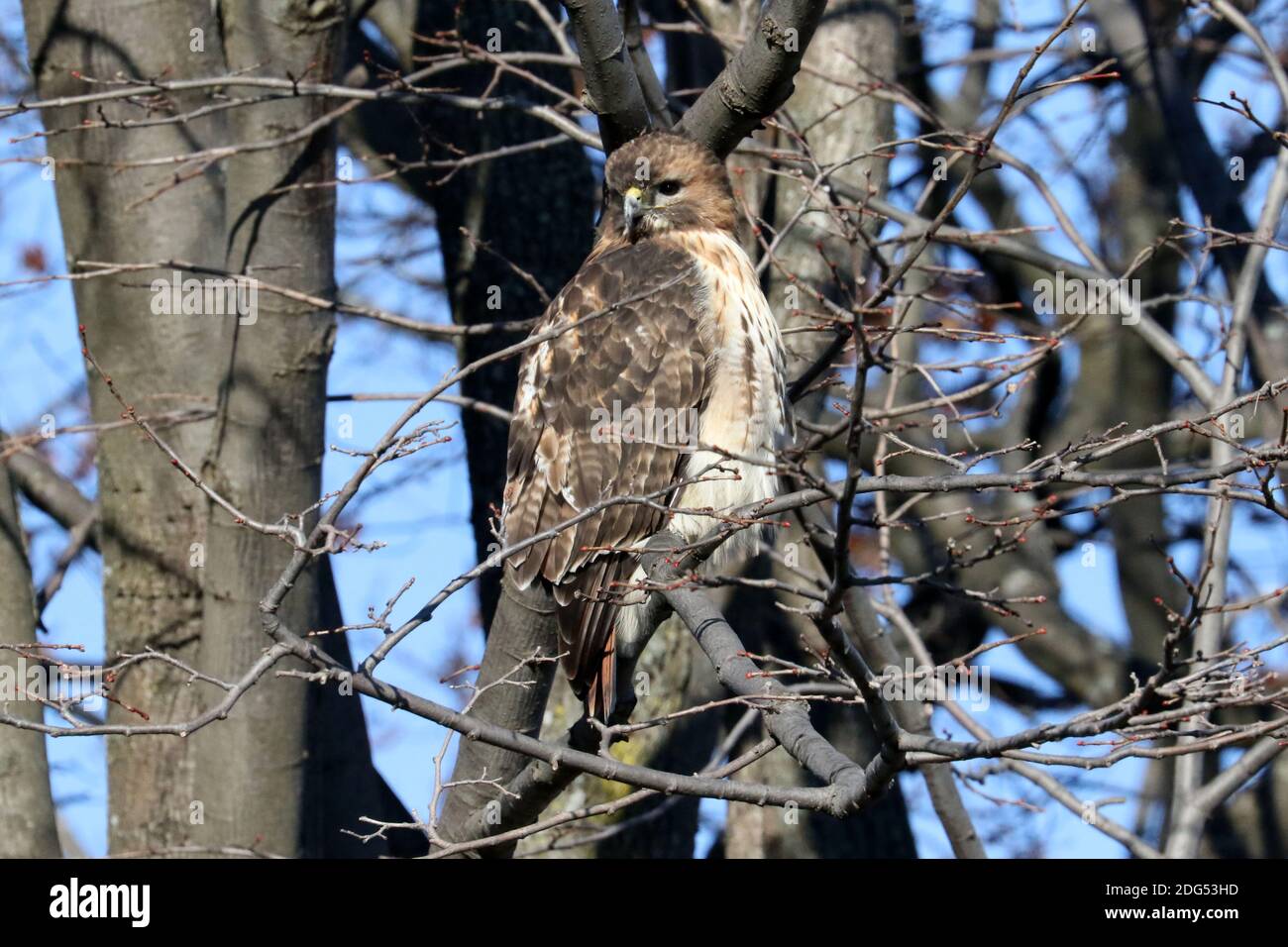Red Tailed hawk Foto Stock