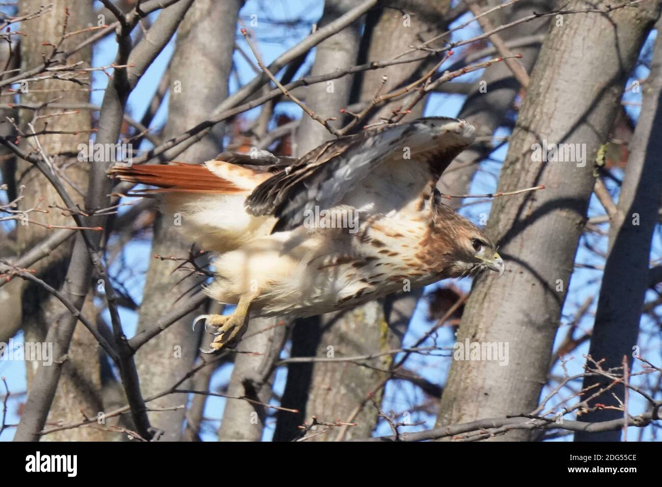 Red Tailed hawk Foto Stock