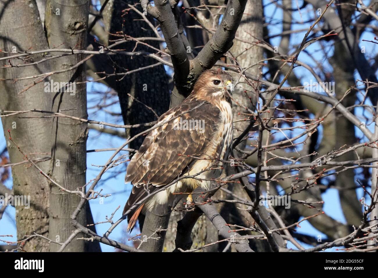 Red Tailed hawk Foto Stock