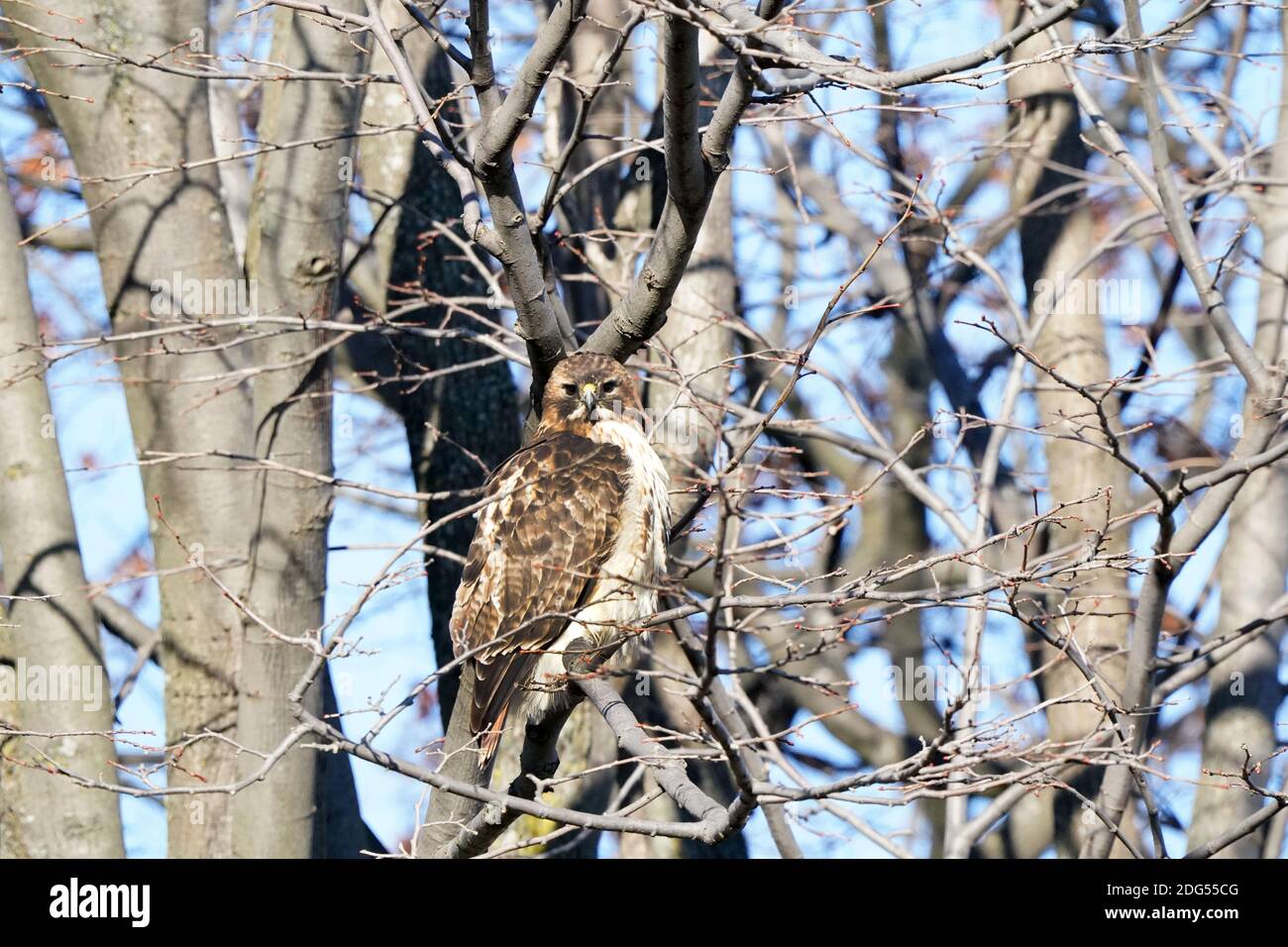 Red Tailed hawk Foto Stock