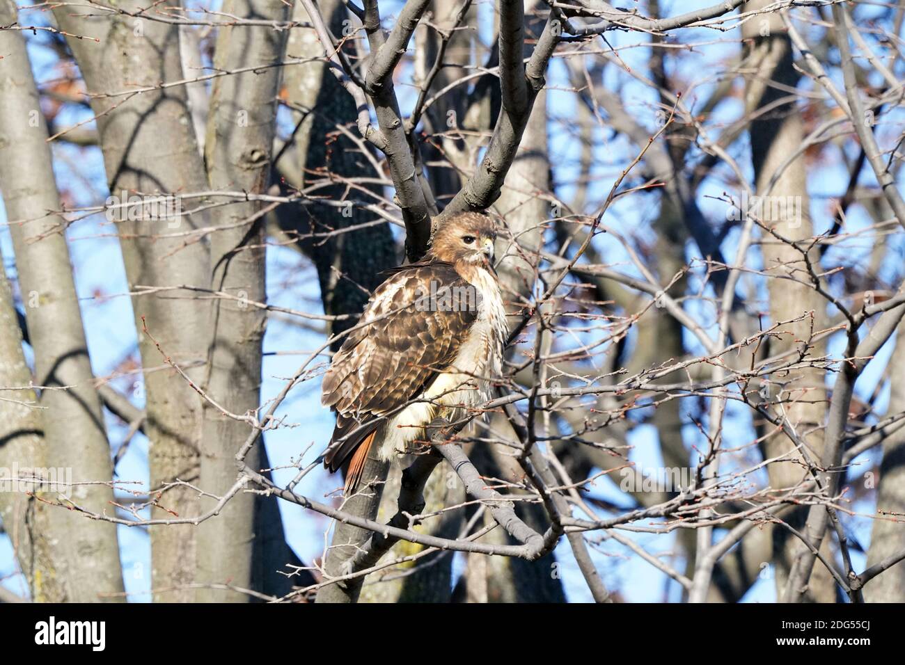 Red Tailed hawk Foto Stock