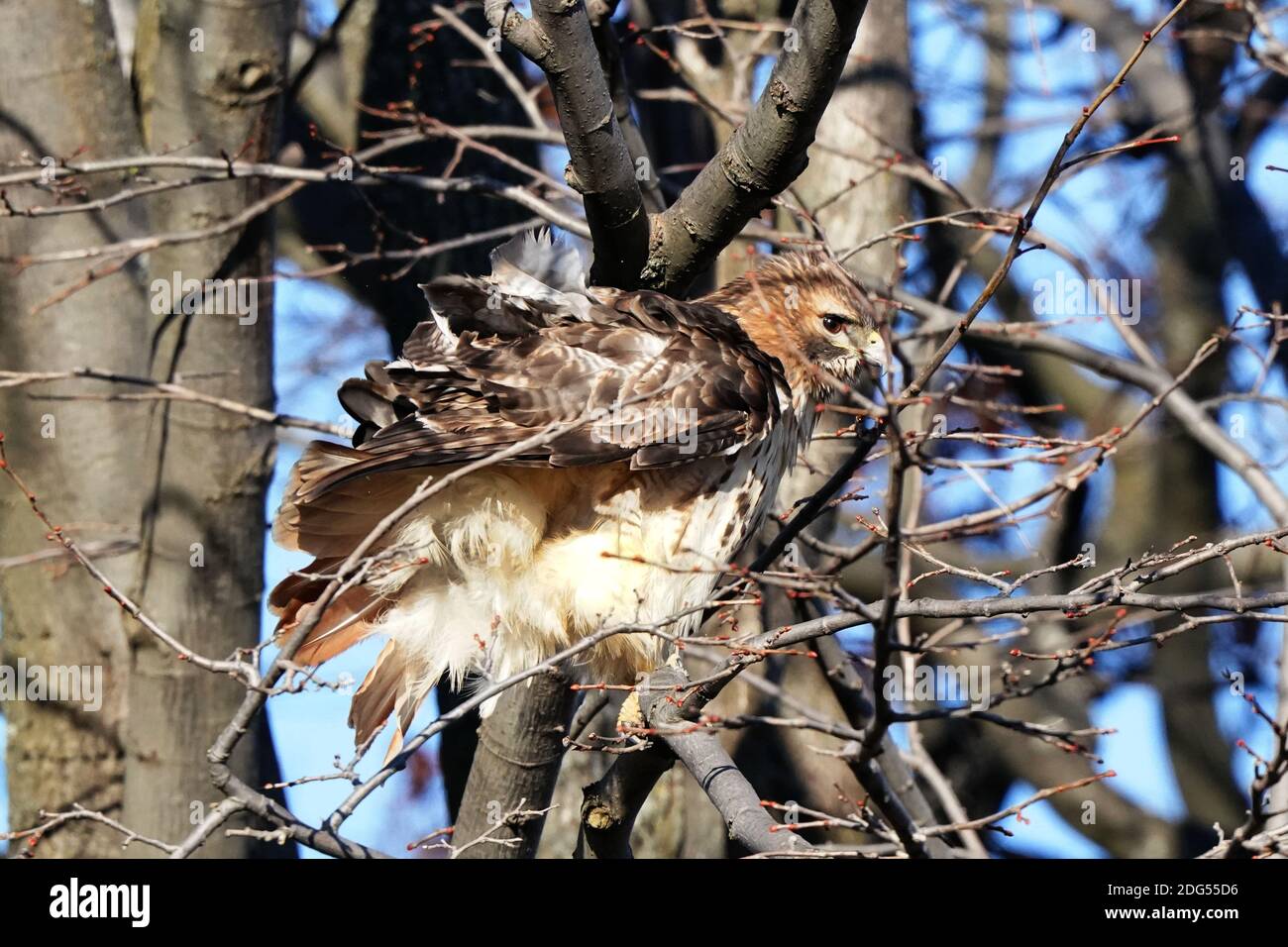 Red Tailed hawk Foto Stock