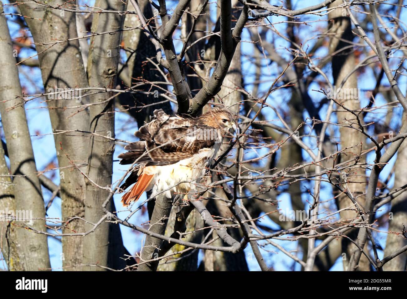 Red Tailed hawk Foto Stock
