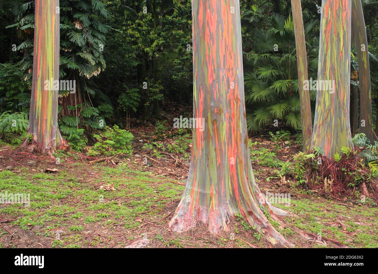 Alberi di colori Foto Stock