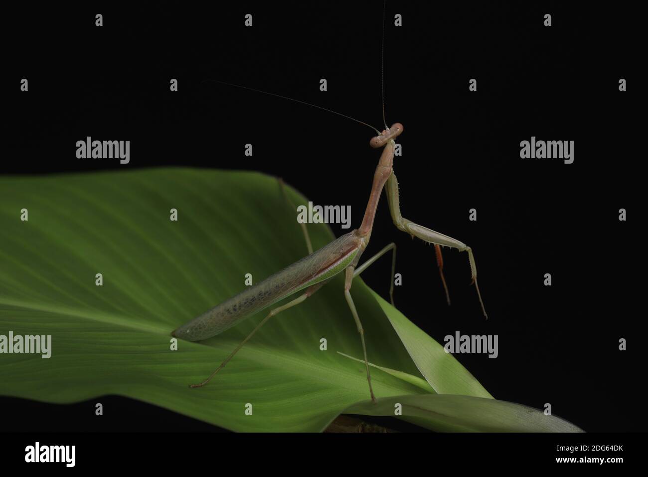 Studio fresco e pulito Foto di Mantis verdi in preghiera su sfondo nero Foto Stock