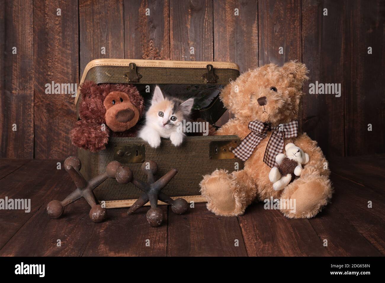 Carino Kitten con orsi Teddy guardando Viewer Foto Stock