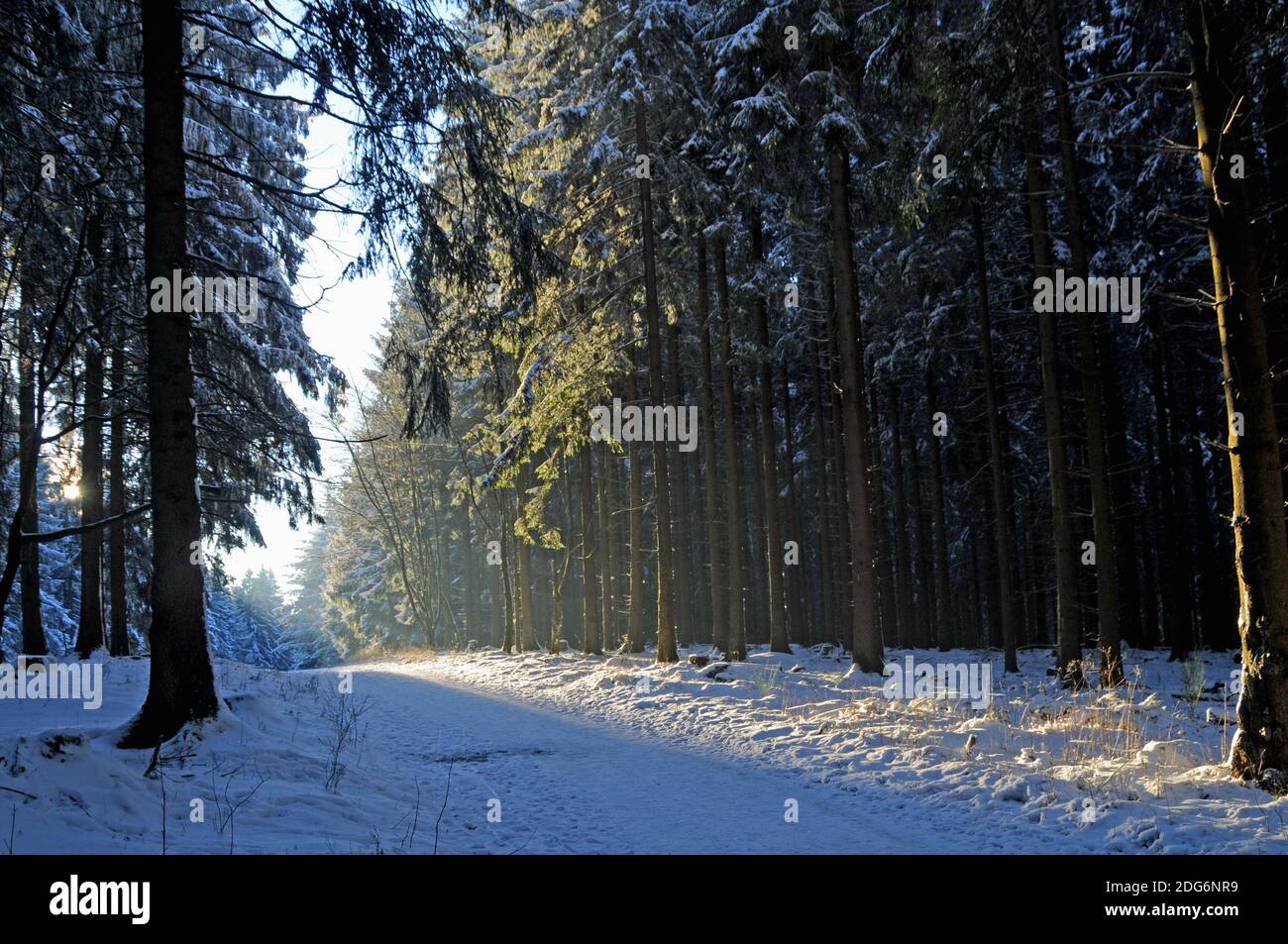 Parco nazionale di Eifel Foto Stock