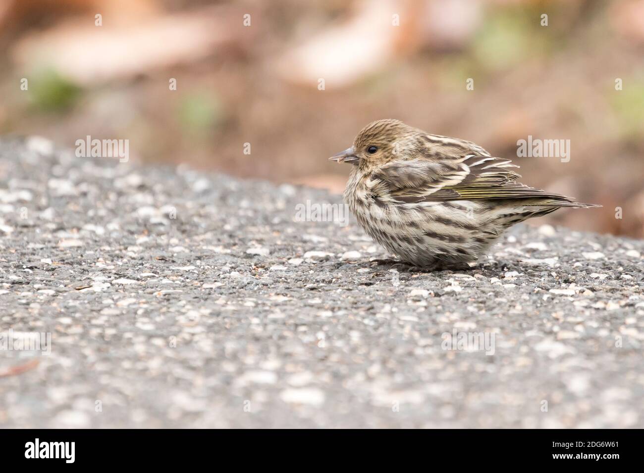 Pine Siskin (Spinus pinus) appollaiato sul marciapiede, Brooklyn, New York Foto Stock