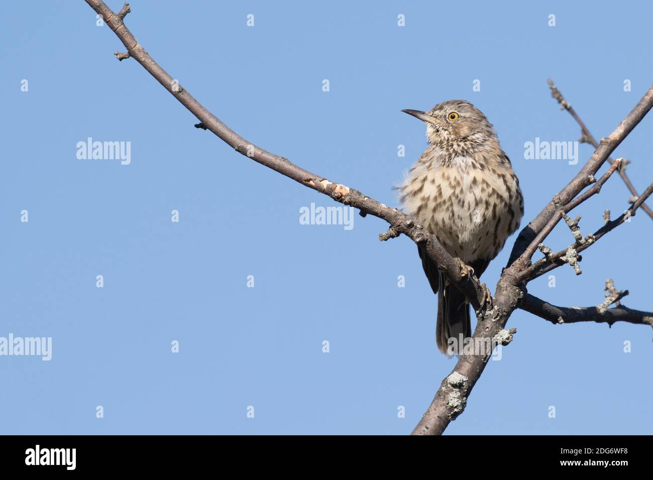 Sage Thrasher (Oreoscoptes montanus), un raro visitatore della costa occidentale dello stato di New York Foto Stock