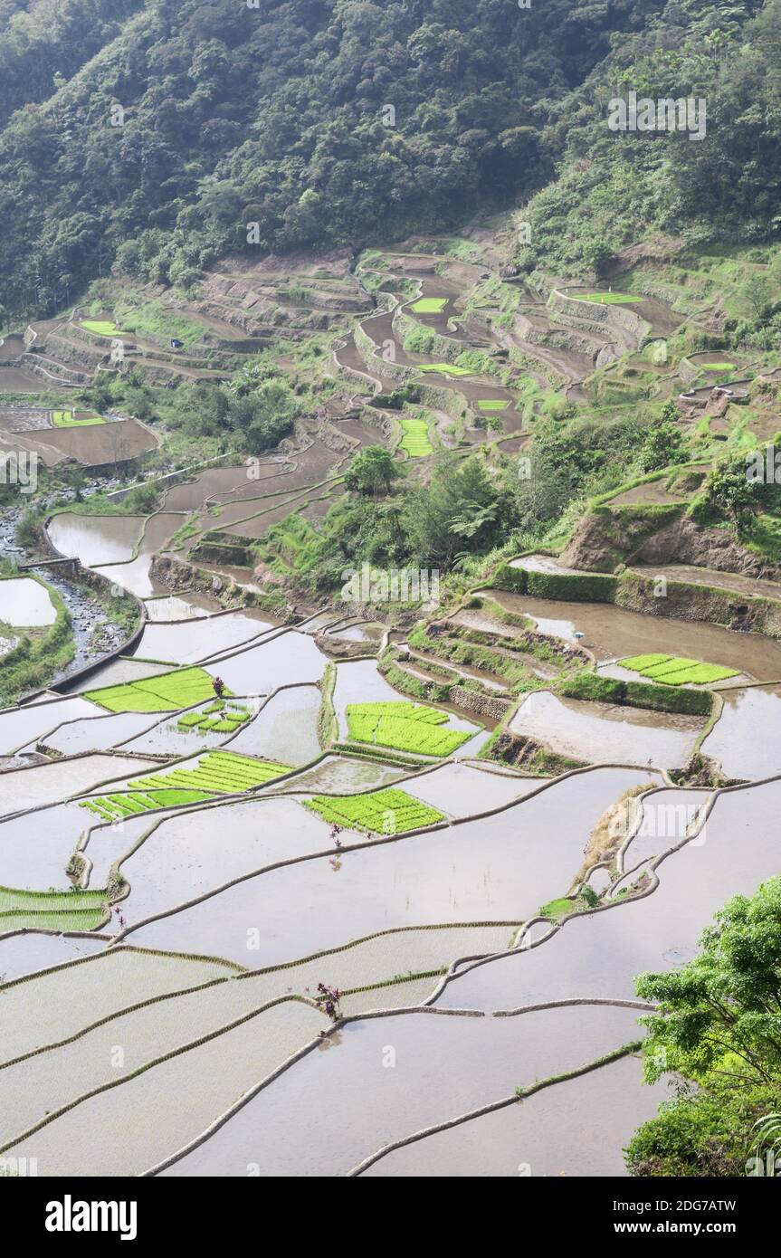 Terrazze di riso intorno Banaue, Batad, Isola di Luzon, Filippine. Foto Stock