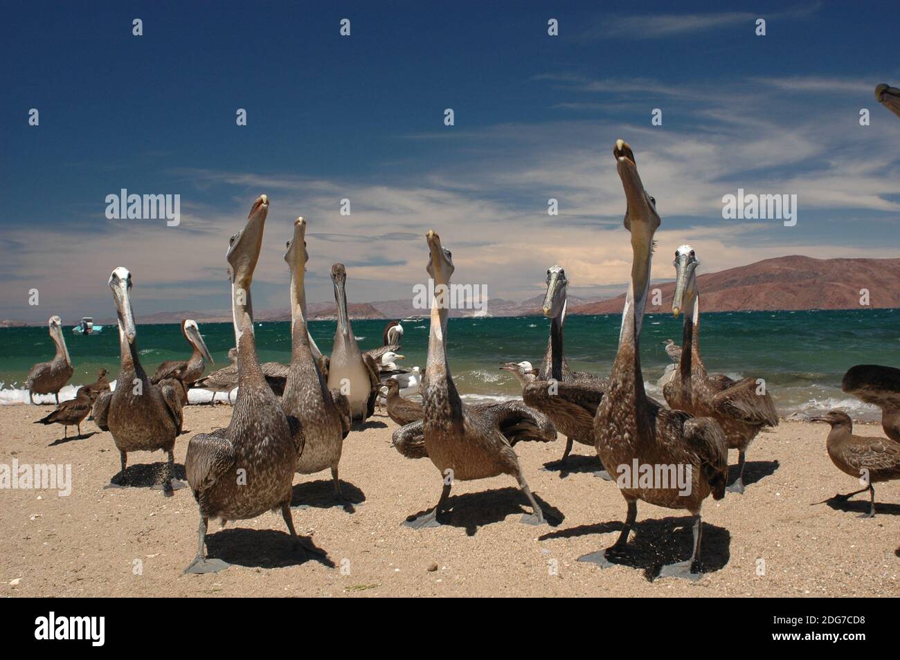 Bruno Pelican (Pelicanus occidentalis) gruppo sulla spiaggia in Messico Foto Stock