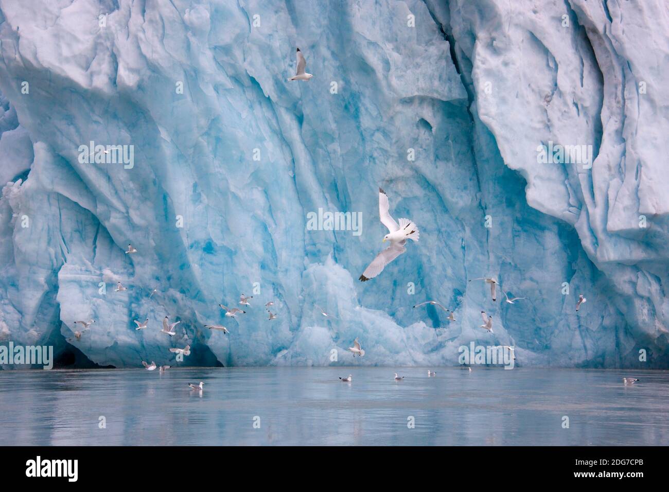 Gabbiani con iceberg nell'Oceano Artico, Spitsbergen, Norvegia Foto Stock