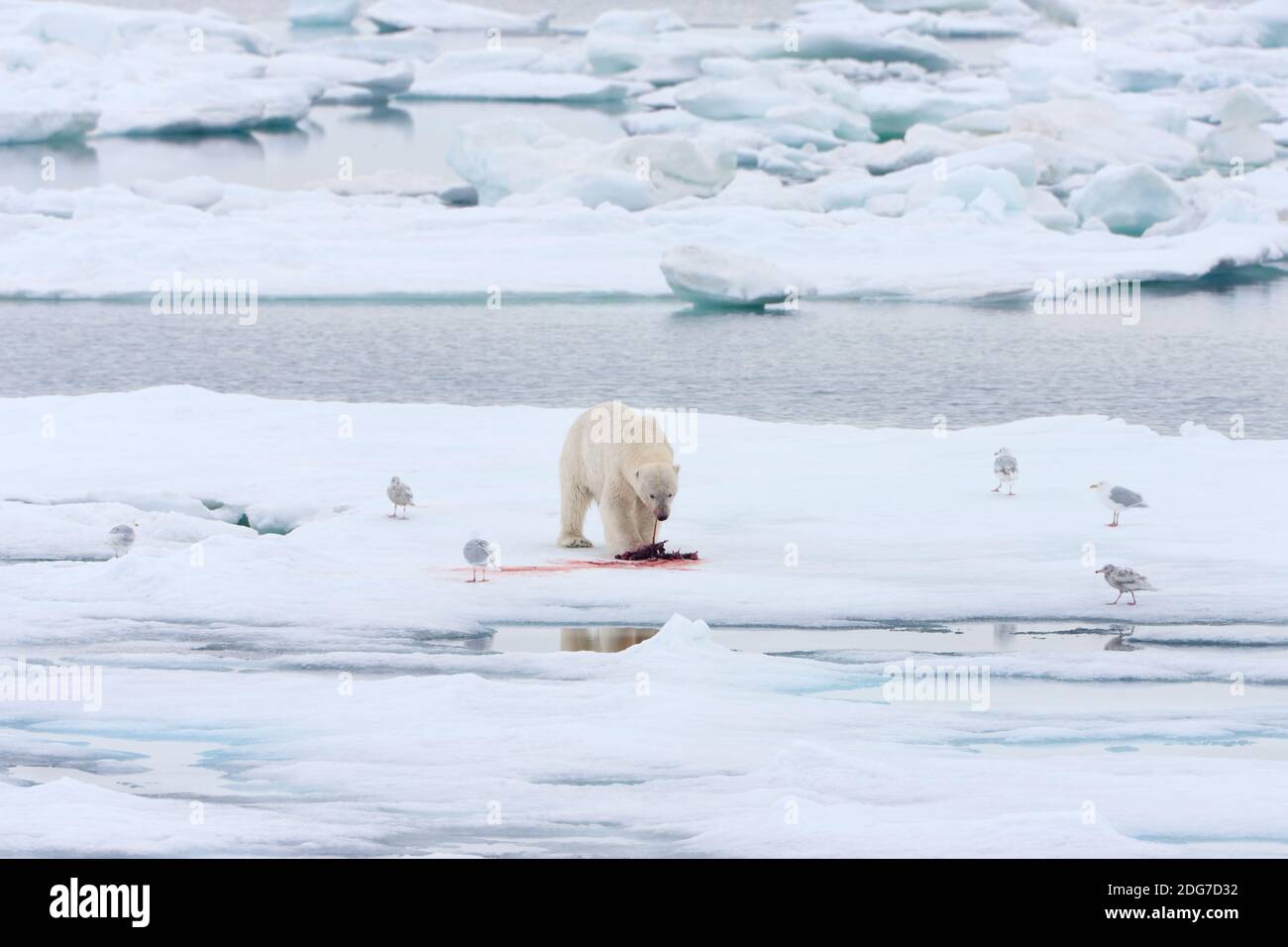 Orso polare mangiare preda sul ghiaccio, Spitsbergen, Norvegia Foto Stock