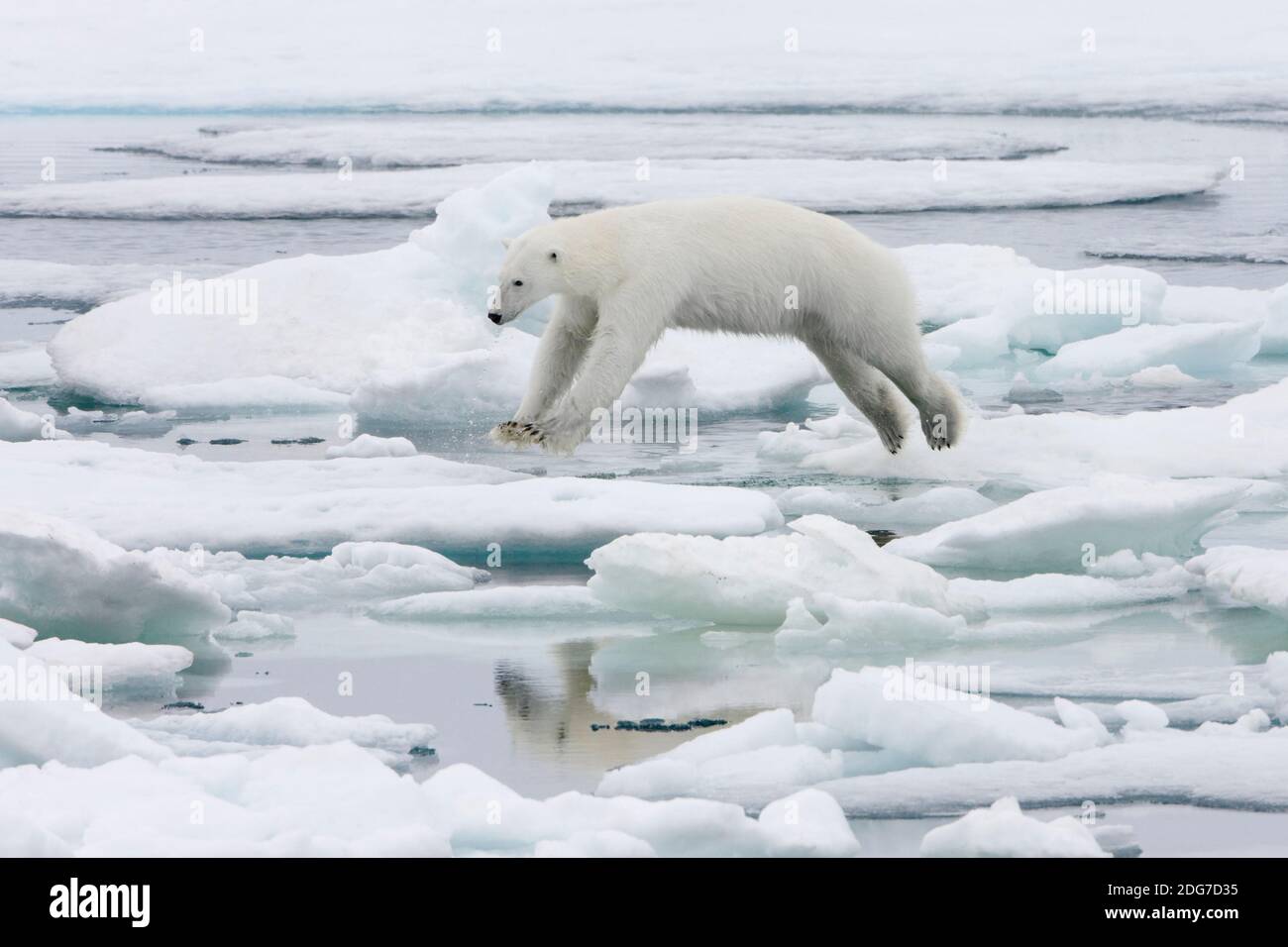 Polar Bear jumping sul ghiaccio, Spitsbergen, Norvegia Foto Stock