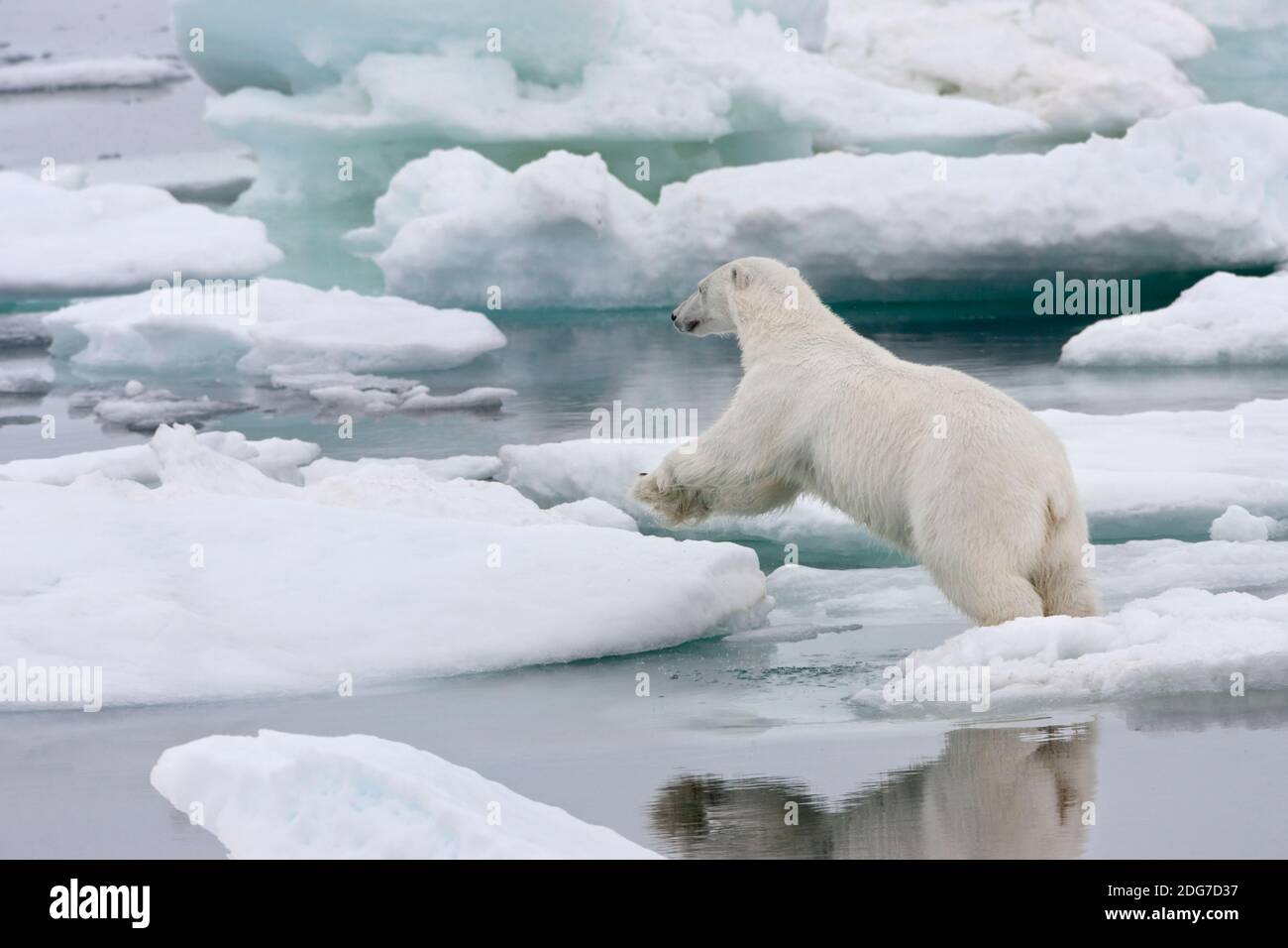 Polar Bear jumping sul ghiaccio, Spitsbergen, Norvegia Foto Stock