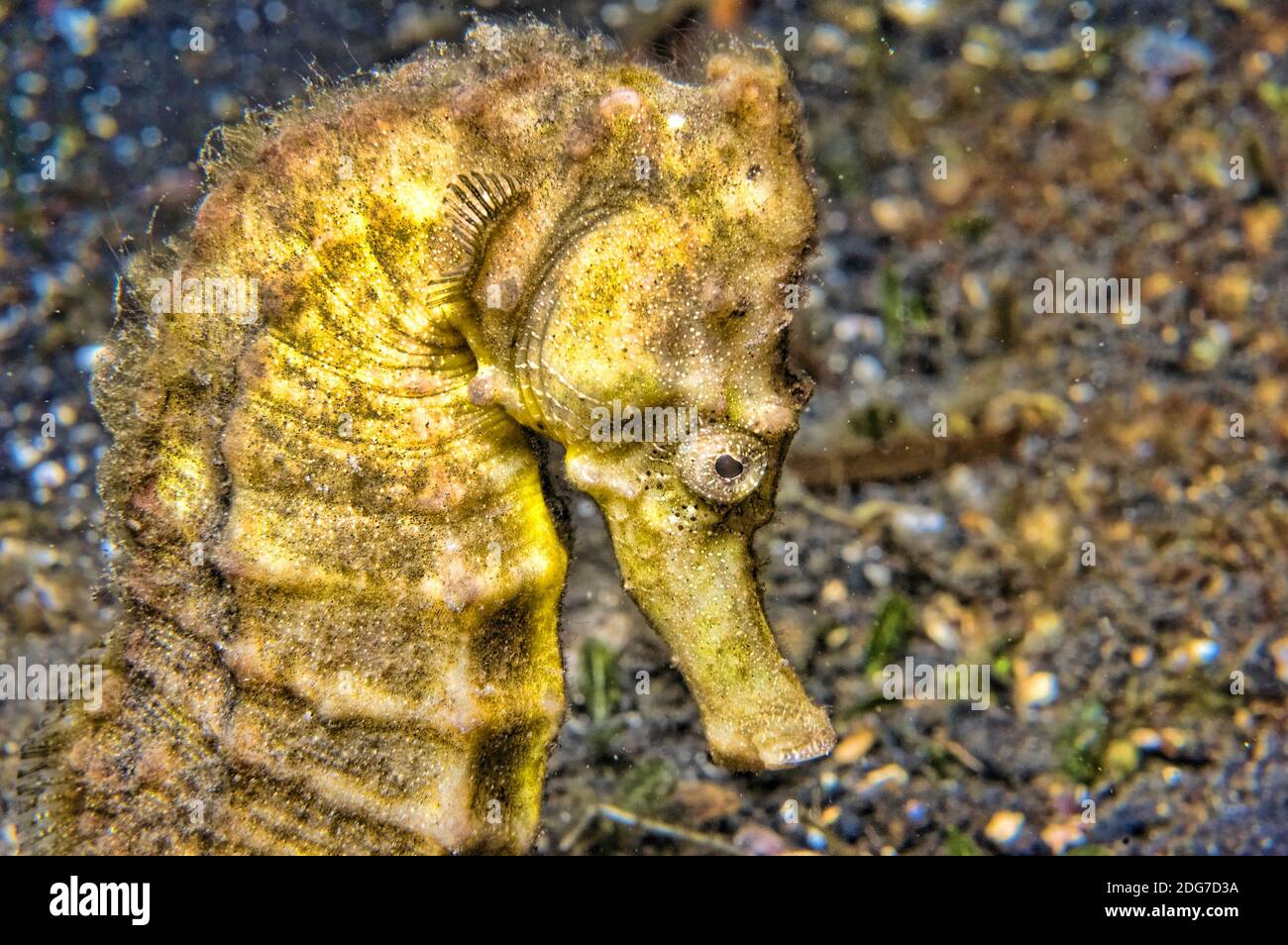 Comune cavalluccio marino Mare Indonesia - Hippocampus Foto Stock