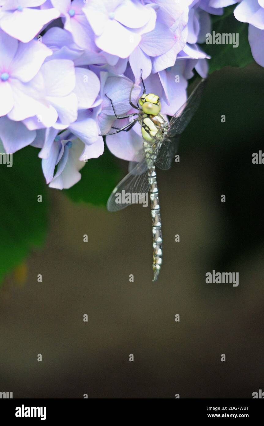 Mosca del drago Foto Stock