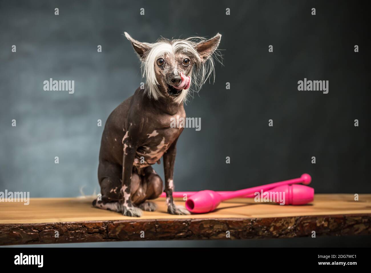 Il cinese crested cane in studio Foto Stock